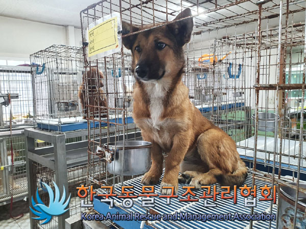 한국동물구조관리협회_441409202301307